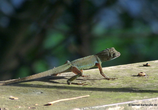 20-01-16-woburn-vogelbeobachtung-echse-001