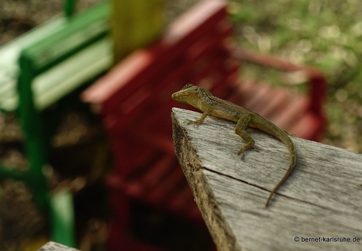 20-01-16-woburn-vogelbeobachtung-echse-
