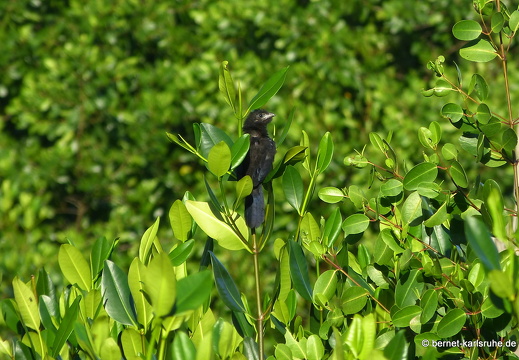 20-01-16-woburn-vogelbeobachtung-Glattschnabelani-003