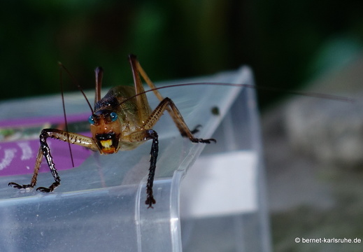 20-01-21-crayfishbay-farm-langfuehlerschrecke-007