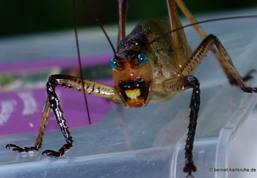 20-01-21-crayfishbay-farm-langfuehlerschrecke-006