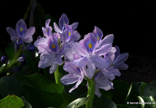 20-01-21-crayfishbay-farm-wasserhyazinthe-001