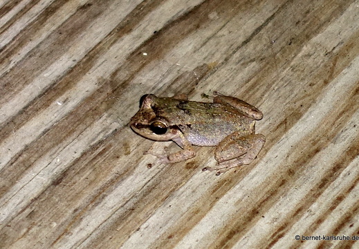 20-01-22-crayfishbay-wohnung-frosch-