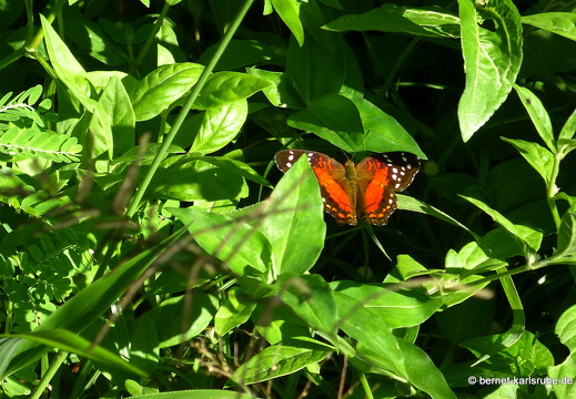 20-01-23-crayfishbay-205