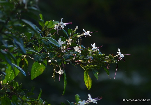 20-01-24-crayfishbay-009