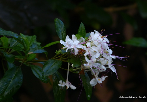 20-01-24-crayfishbay-011