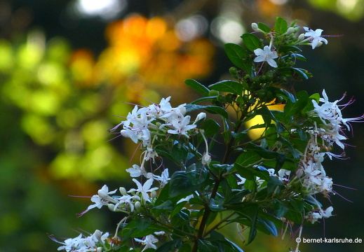 20-01-24-crayfishbay-013