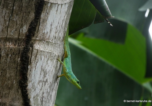 20-01-24-crayfishbay-echse-006