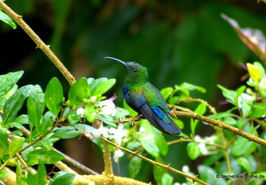 20-01-24-crayfishbay-kolibri-001