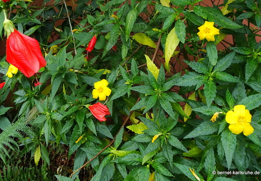 20-01-24-victoria-nationalfarben-