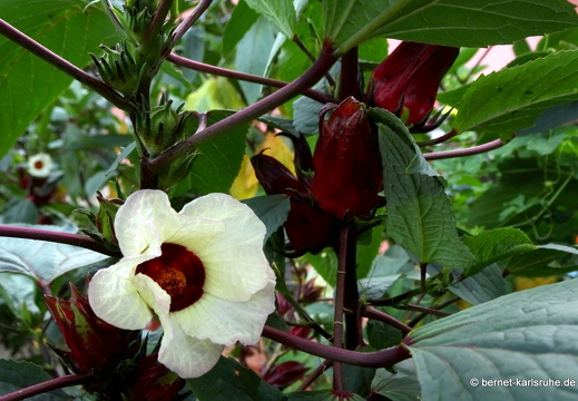 20-01-24-victoria-weisser sorrel-003