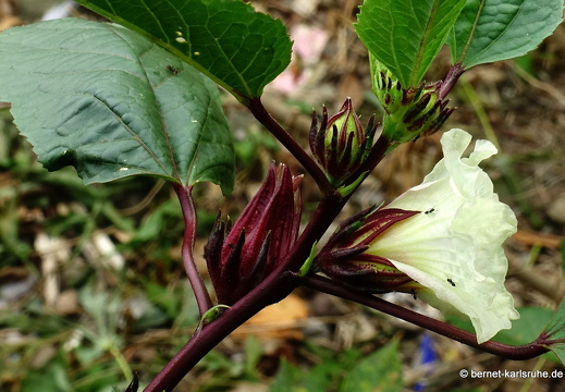 20-01-24-victoria-weisser sorrel-004