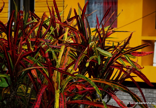 20-01-25-crayfishbay-regentag-025