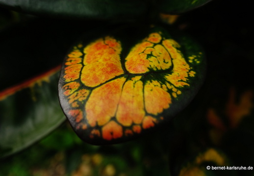 20-01-25-crayfishbay-regentag-110