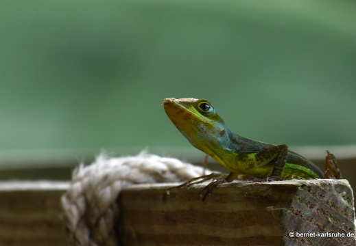 20-01-25-crayfishbay-regentag-echse-002