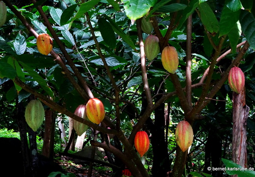 20-01-25-crayfishbay-regentag-kakao-