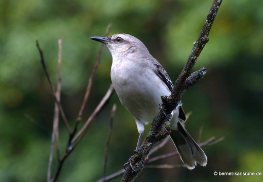 20-01-25-crayfishbay-regentag-unbekannter vogel-002