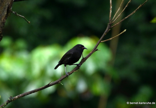 20-01-25-crayfishbay-regentag-unbekannter vogel-004