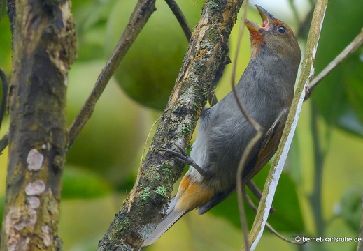 20-01-25-crayfishbay-regentag-unbekannter vogel-008