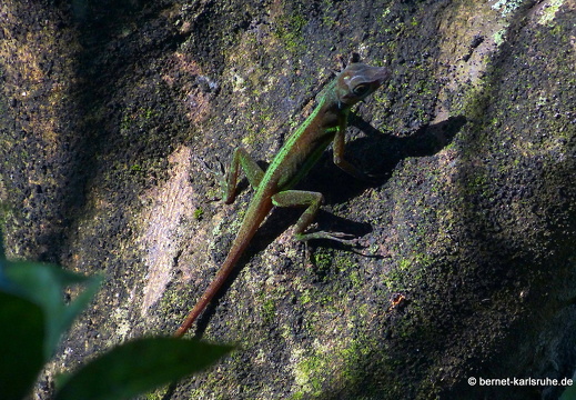 20-01-26-crayfishbay-echse-