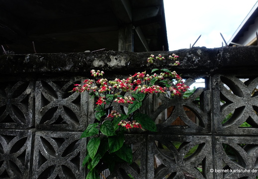 20-01-29-sauteurs-madeys-037