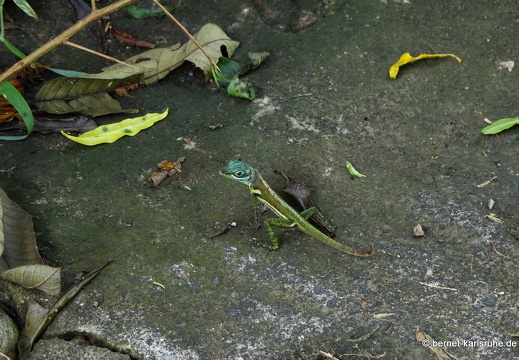 20-01-31-tivoli-belmont estate-038