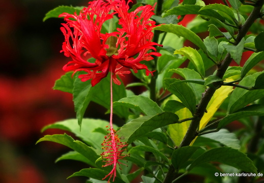 20-01-31-tivoli-belmont estate-061