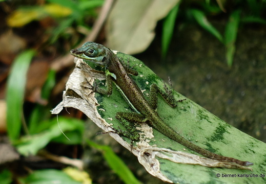 20-01-31-tivoli-belmont estate-echse-