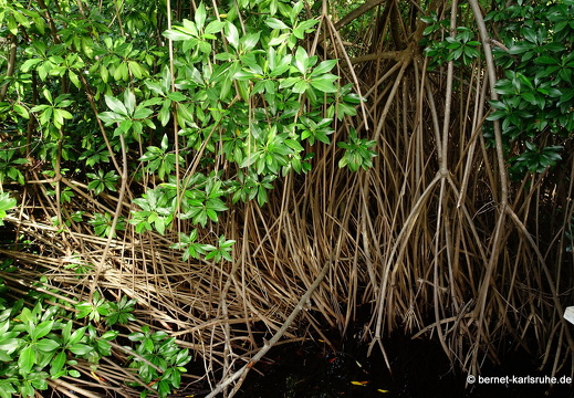 20-02-01-sauteurs-ausflug-3-levera see-025