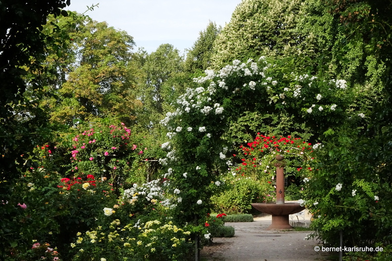 23-08-19-rosengarten-002.jpg