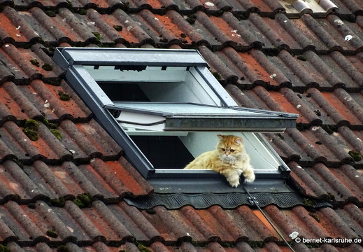 23-08-26-dachfenster mit katze-004