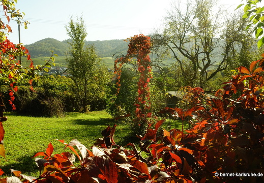 23-10-11-blumenstockweg-herbstlaub-014