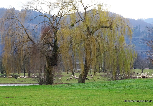 23-12-15-am grossendeich-hochwasser-016