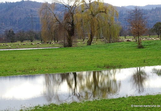 23-12-15-am grossendeich-hochwasser-017