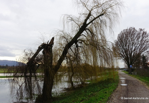 23-12-15-am grossendeich-hochwasser-029