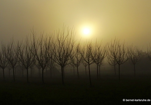 23-12-17-am grossendeich-nebel-010