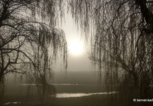 23-12-17-am grossendeich-nebel-021