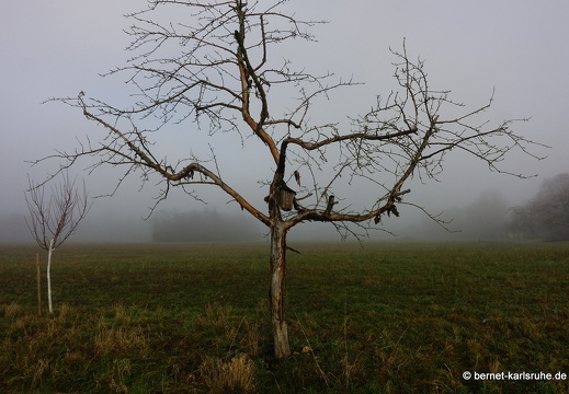 23-12-17-am muehlbach-bleiche-nebel-033