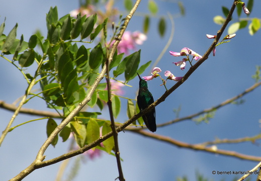 20-02-16-black rock-kolibri-tobago amazilie-004