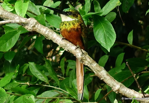 20-02-16-black rock-rotschwanz-glanzvogel-003