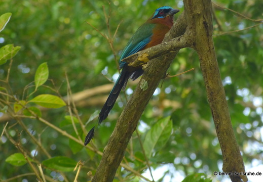 20-02-15-black rock-blauscheitelmotmot-001