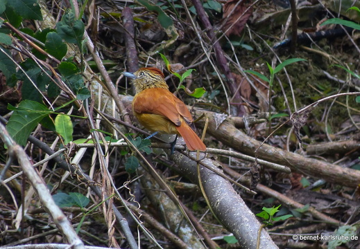 20-02-15-black rock-ocean ripple-bindenameisenwuerger-weibchen-