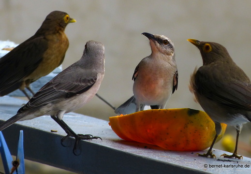 20-02-13-blackrock-ocean ripple-nacktaugendrossel-spottdrossel-005