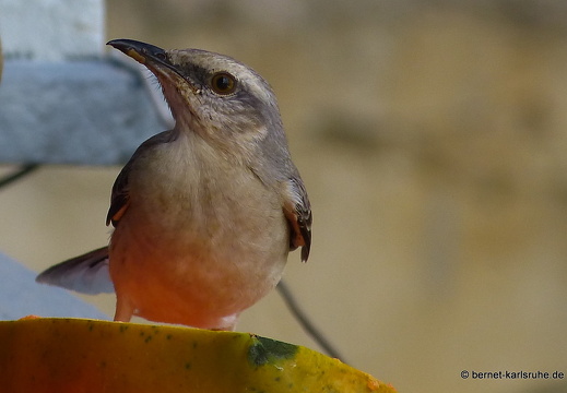 20-02-13-blackrock-ocean ripple-spottdrossel-005