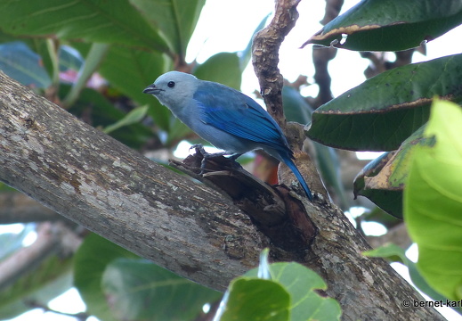 20-02-13-blackrock-ocean ripple-bischofstangare-003