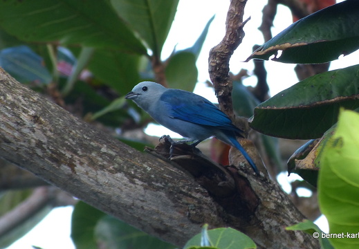 20-02-13-blackrock-ocean ripple-bischofstangare-002