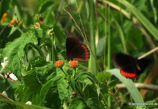 20-02-11-black rock-147