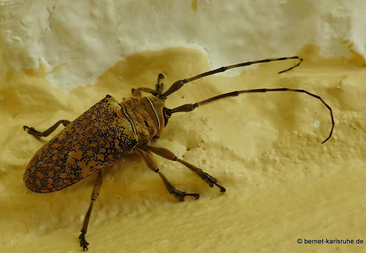 20-02-26-castara-079