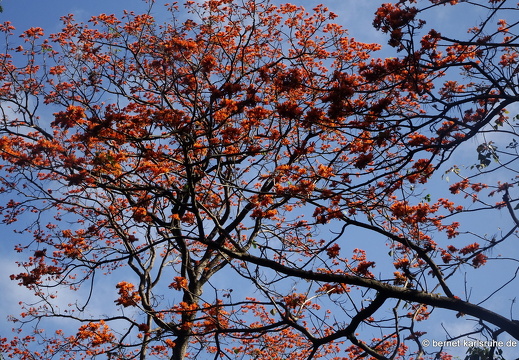 20-02-26-castara-korallenbaum-013