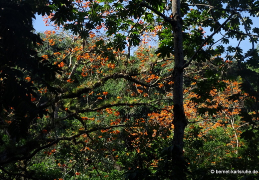 20-02-26-castara-korallenbaum-004